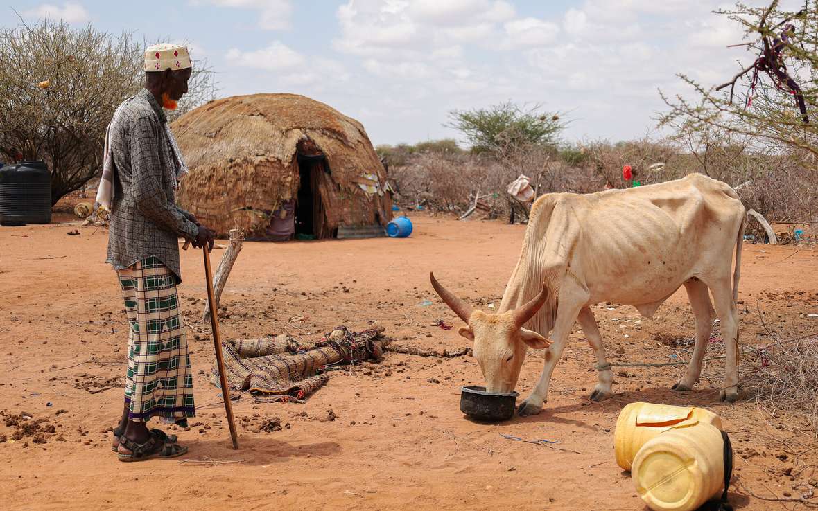 Kenya Plans National Animal Feed Reserves to Shield Pastoralists from Drought Losses